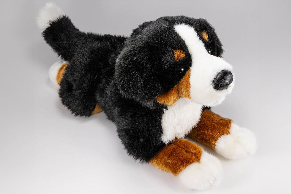 Bernese Mountain Dog lying