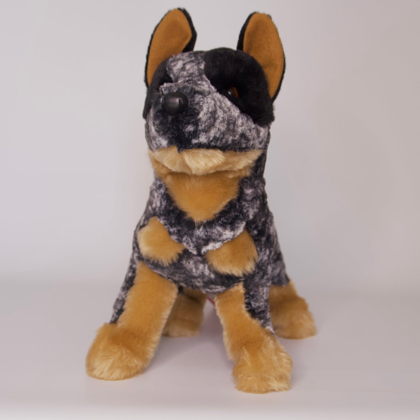 Bolt Australian Cattle Dog