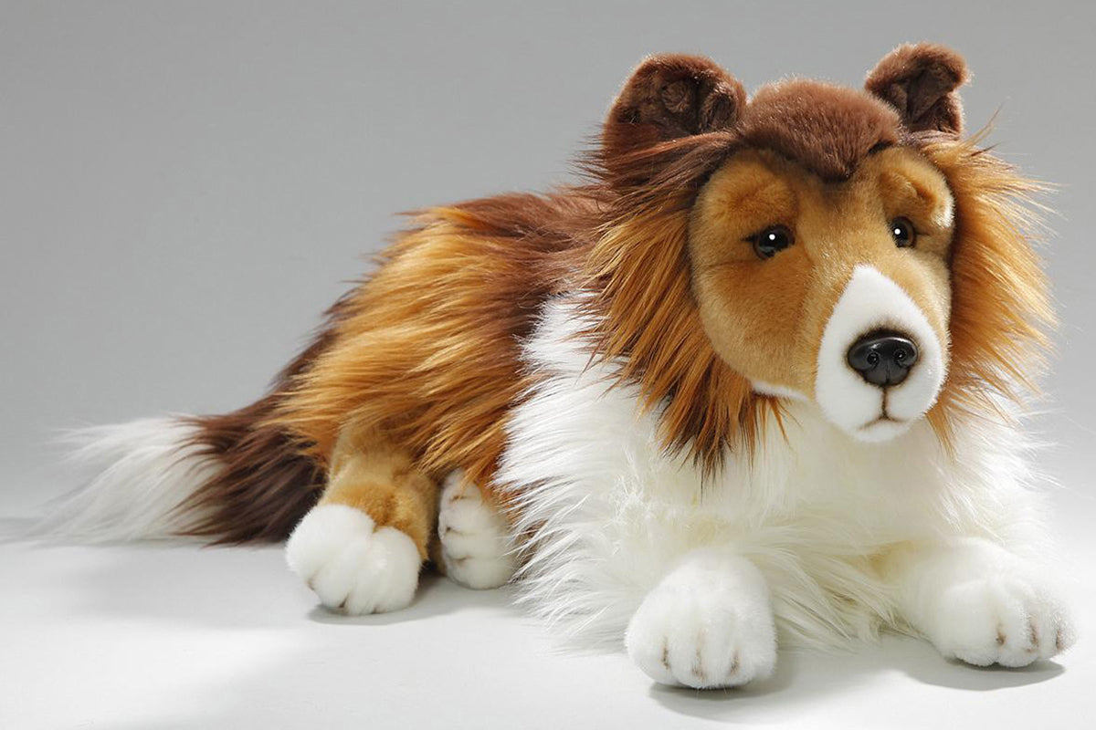 Collie long hair lying