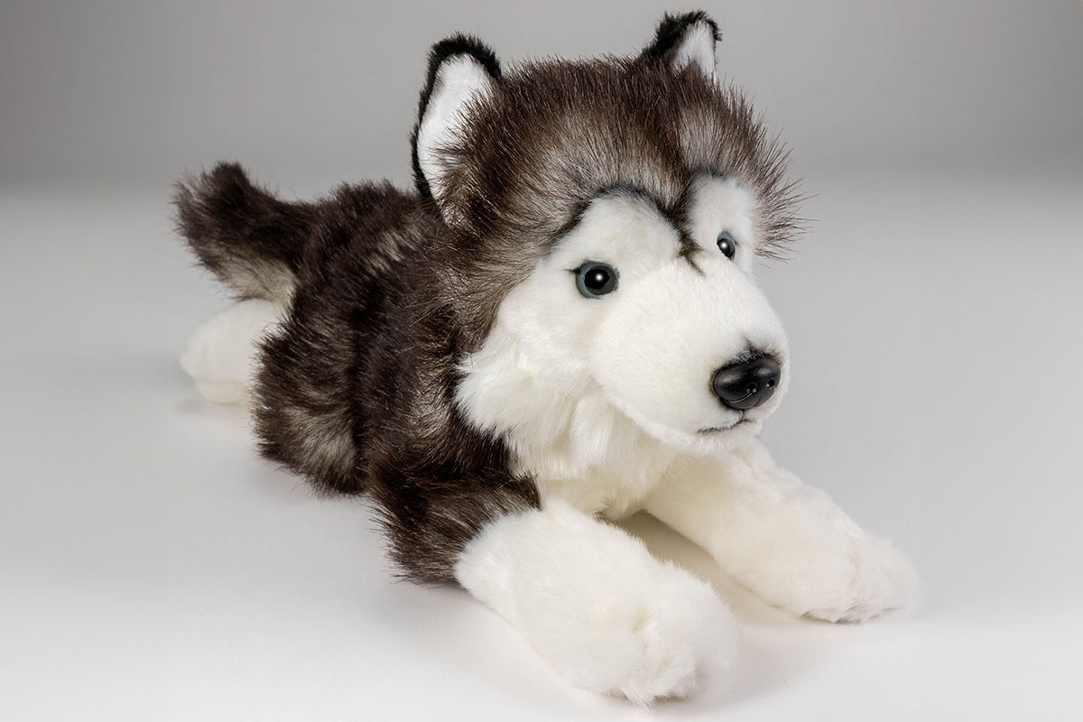 Husky black-white