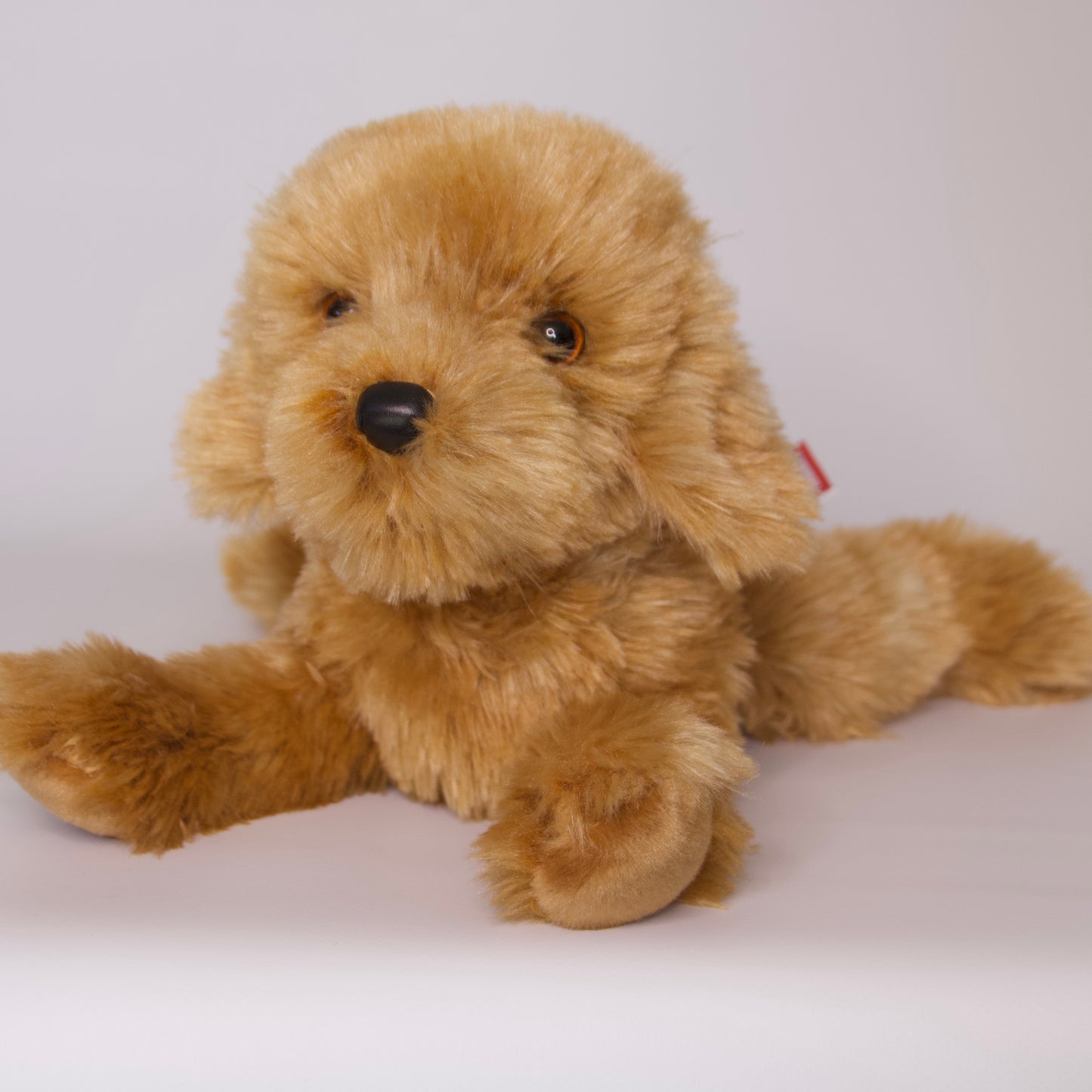 Addie Caramel Labradoodle