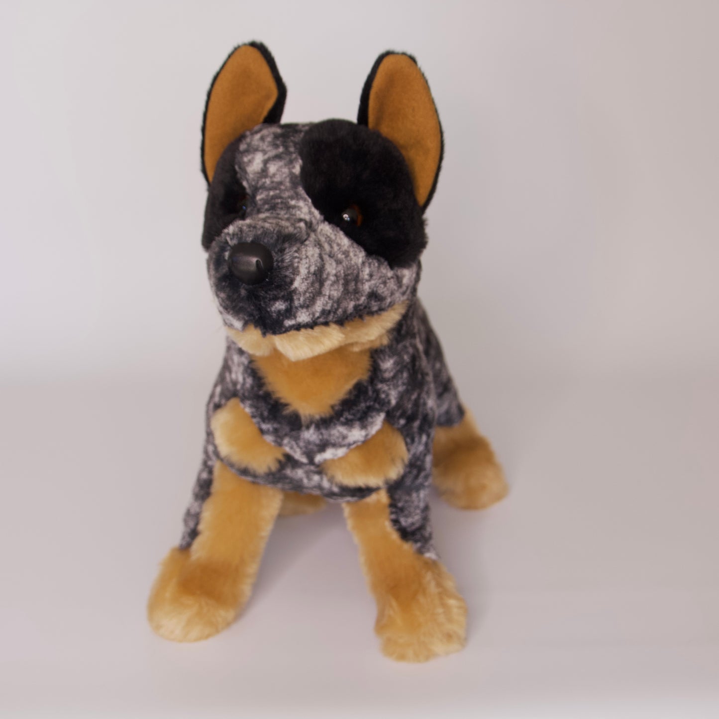 Bolt Australian Cattle Dog
