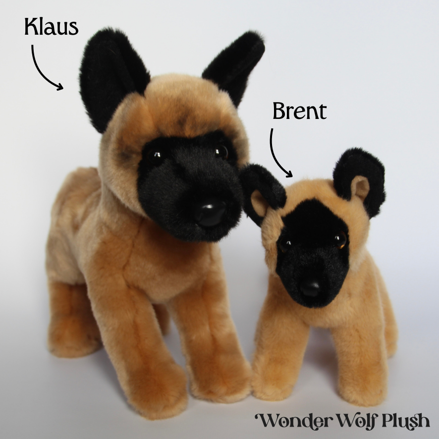 Klaus Belgian Malinois