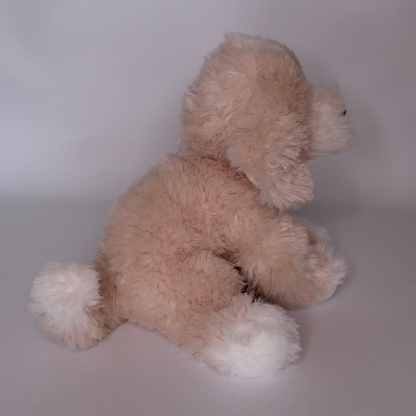 Darcy Goldendoodle