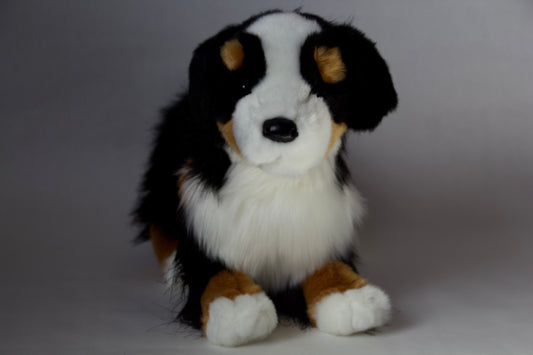 Trevor Bernese Mountain Dog
