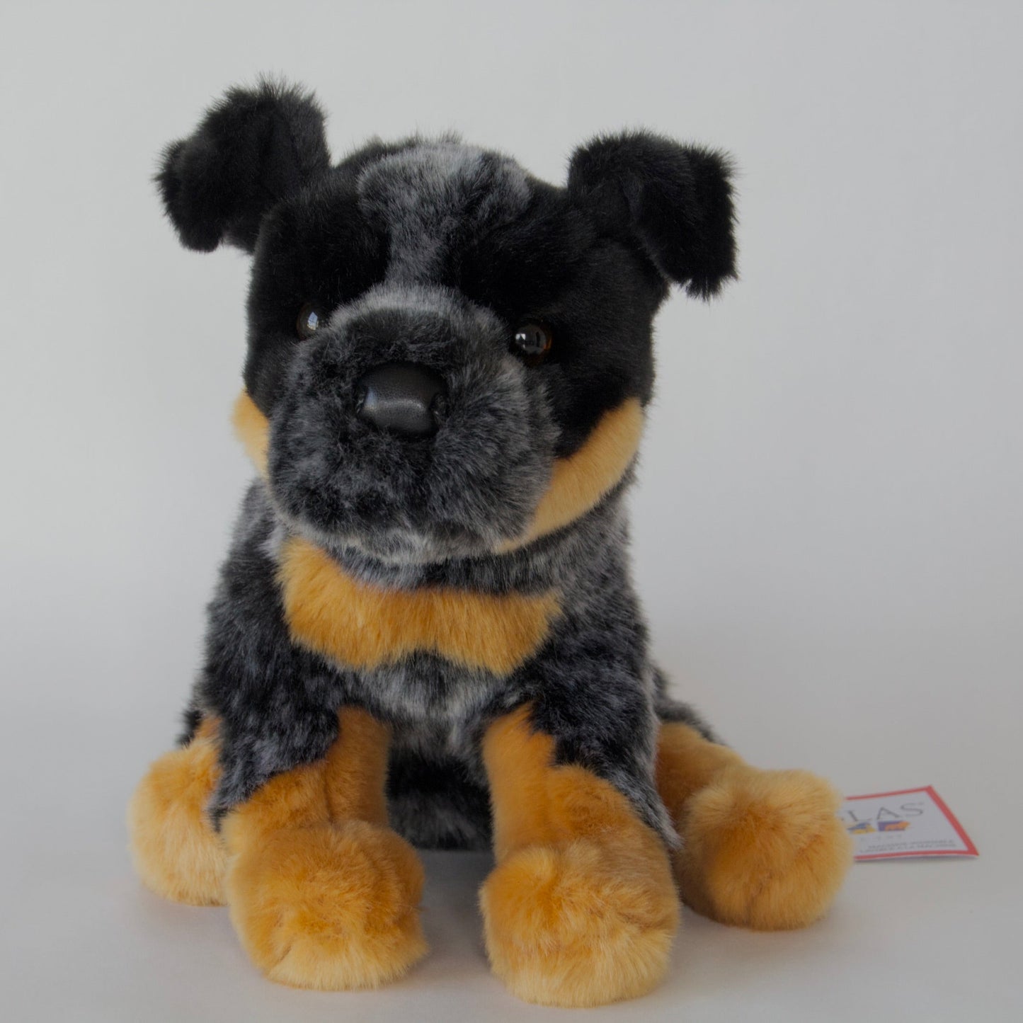 Dexter Australian Cattle Dog