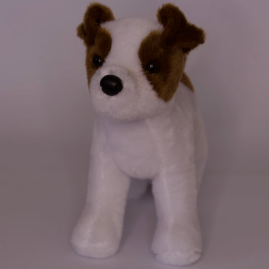 Feisty Jack Russel Terrier