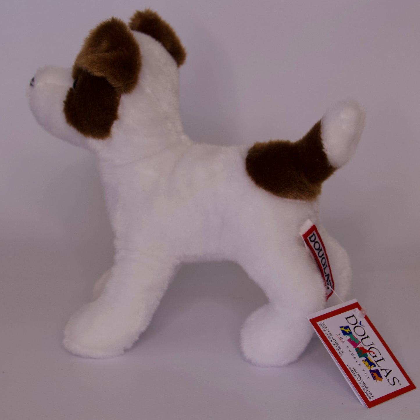 Feisty Jack Russel Terrier