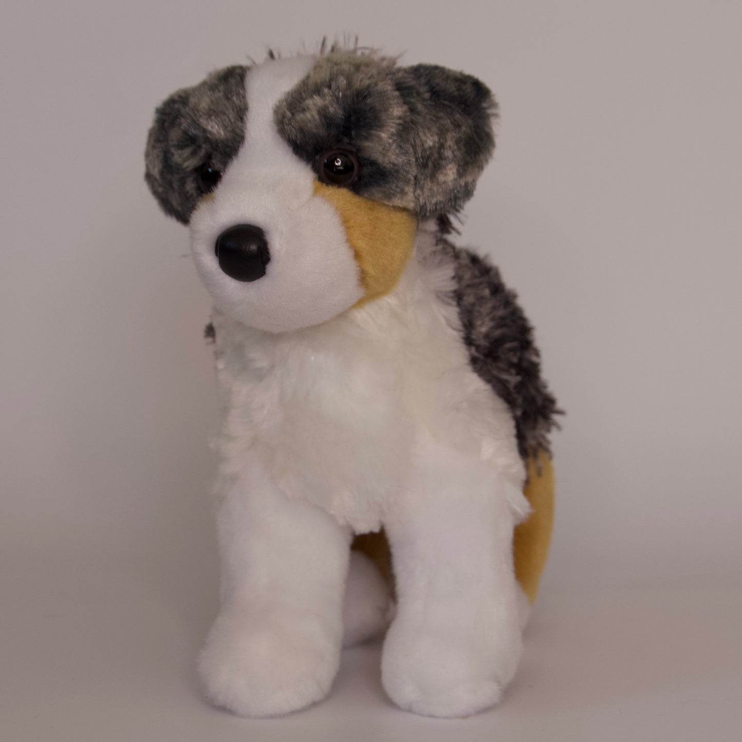 Steward Australian Shepherd