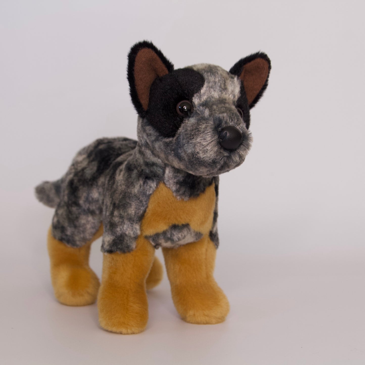 Clanger Australian Cattle Dog