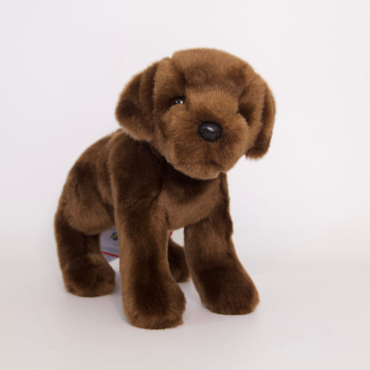 C.C. Bean Chocolate Lab