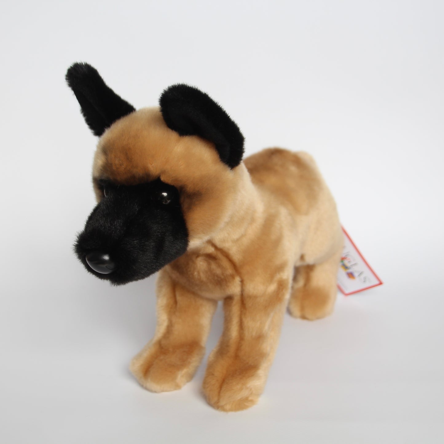 Klaus Belgian Malinois