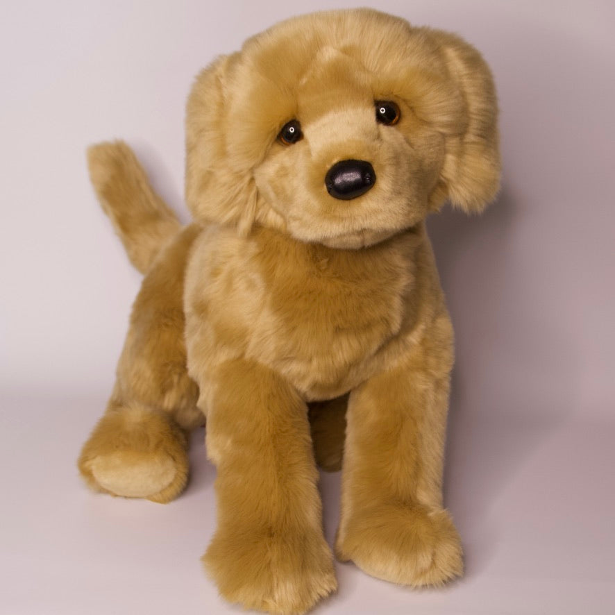 Honey Golden Retriever