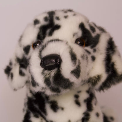 Mackay Dalmatian