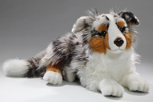 Carl Dick Australian Shepherd Dog lying