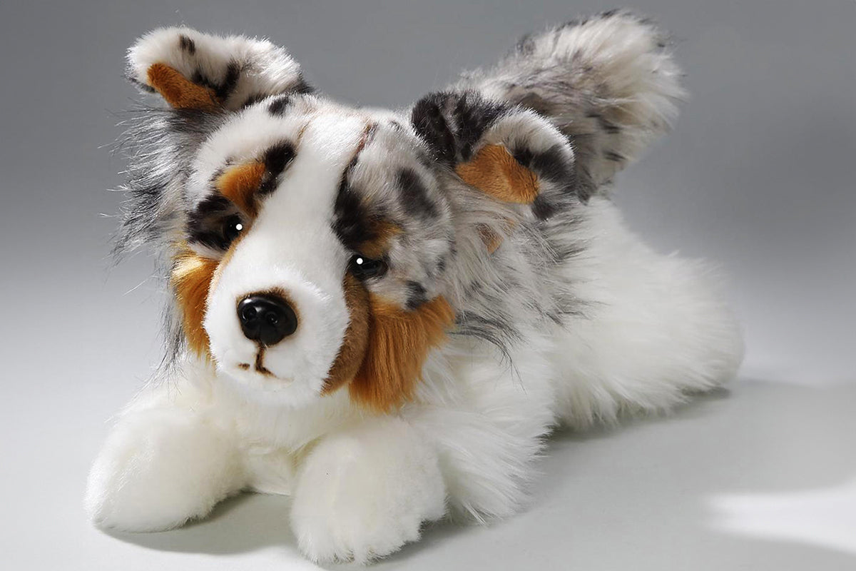 Carl Dick Australian Shepherd Dog lying