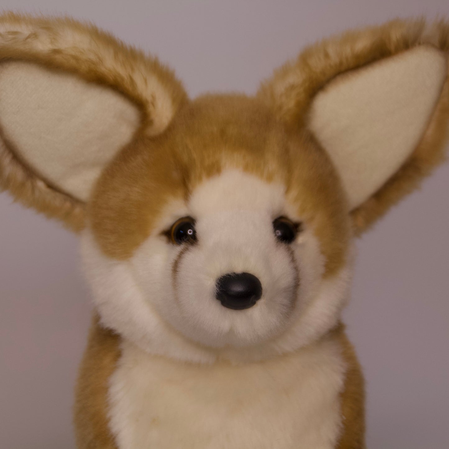 Sly Fennec Fox