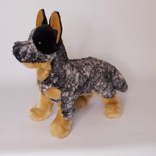Bolt Australian Cattle Dog