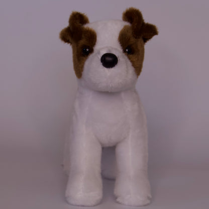 Feisty Jack Russel Terrier