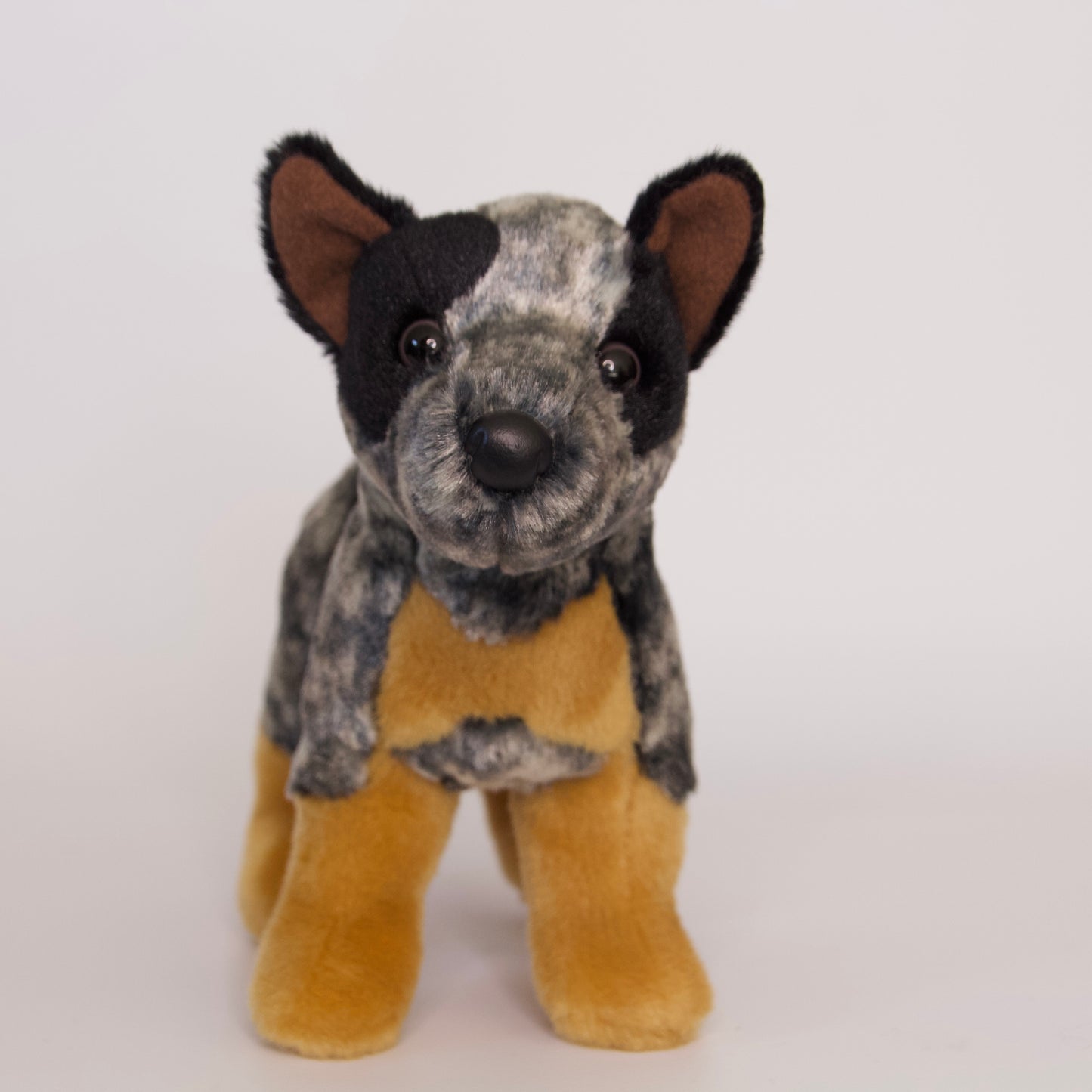 Clanger Australian Cattle Dog