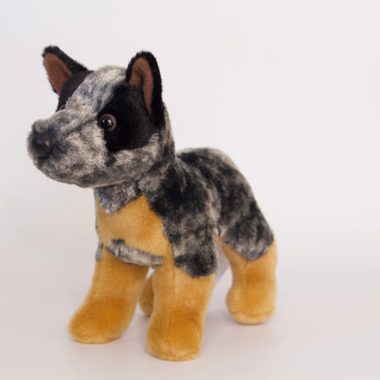 Clanger Australian Cattle Dog