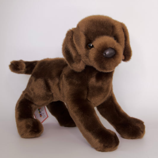 Cocoa Chocolate Labrador