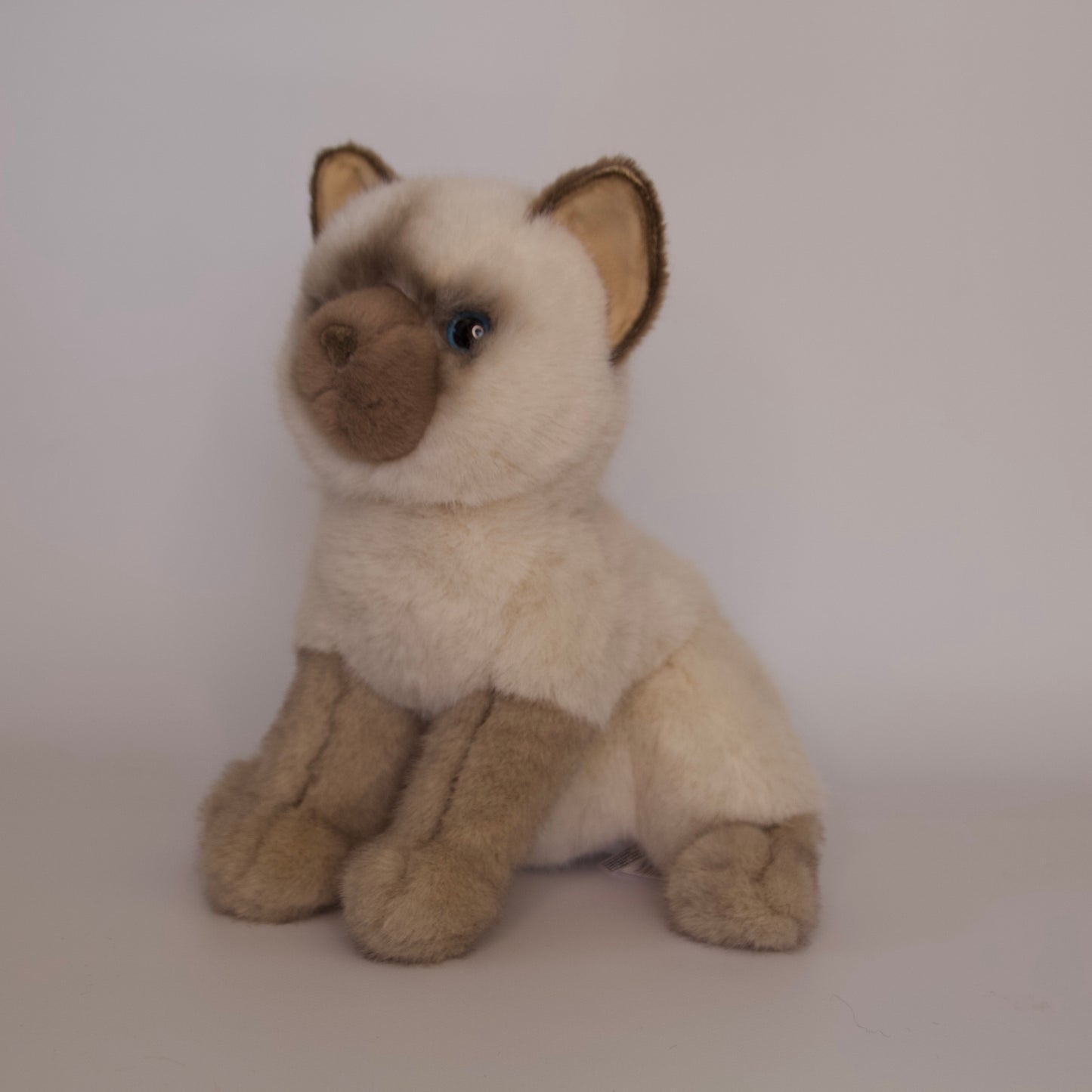 Fu Siamese Cat