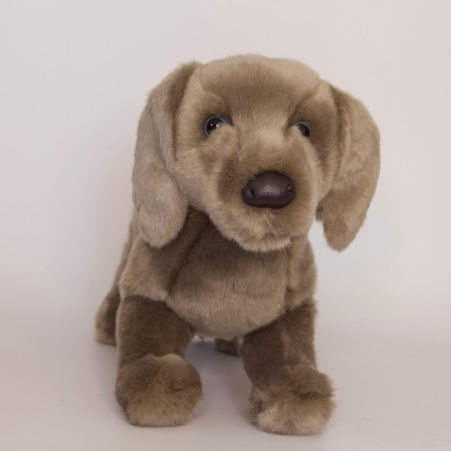 Cassie Weimaraner