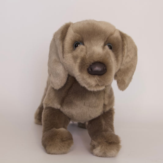 Cassie Weimaraner