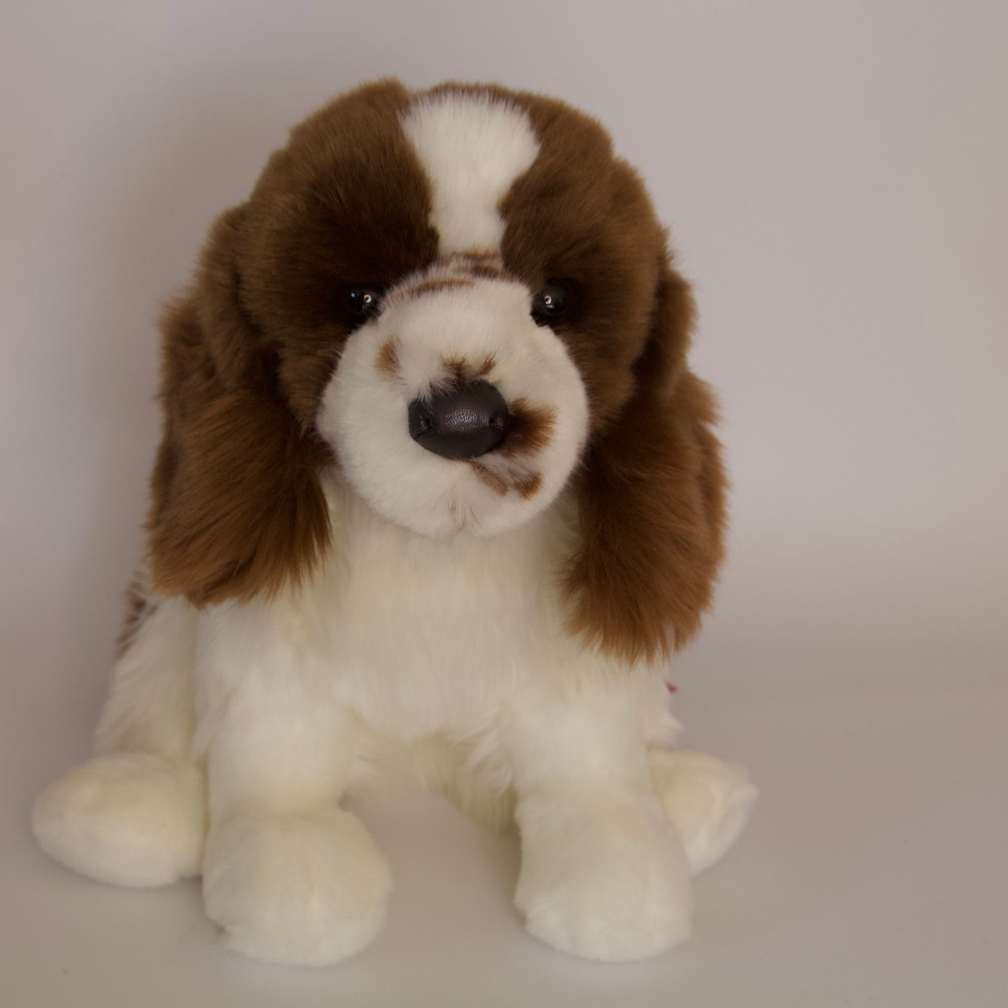 Chip Springer Spaniel