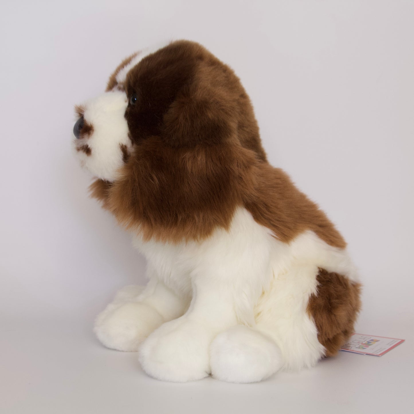 Chip Springer Spaniel