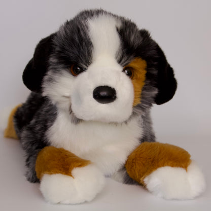 Maizie DLux Australian Shepherd