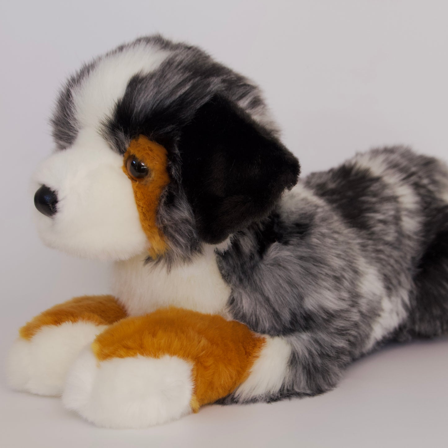 Maizie DLux Australian Shepherd