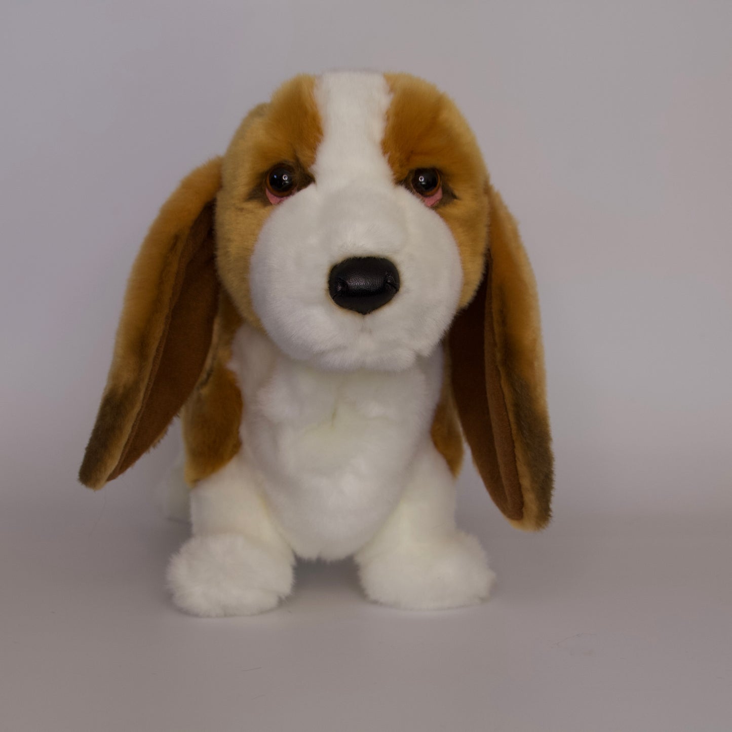 Harold Basset Hound