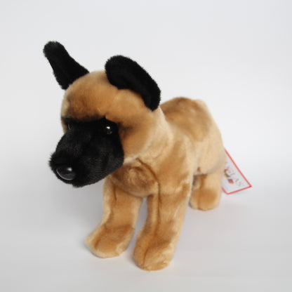 Klaus Belgian Malinois