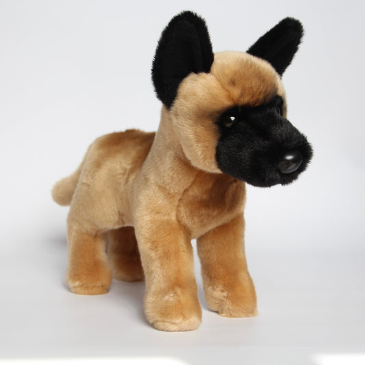 Klaus Belgian Malinois