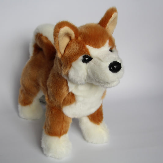 Dunham Shiba Inu