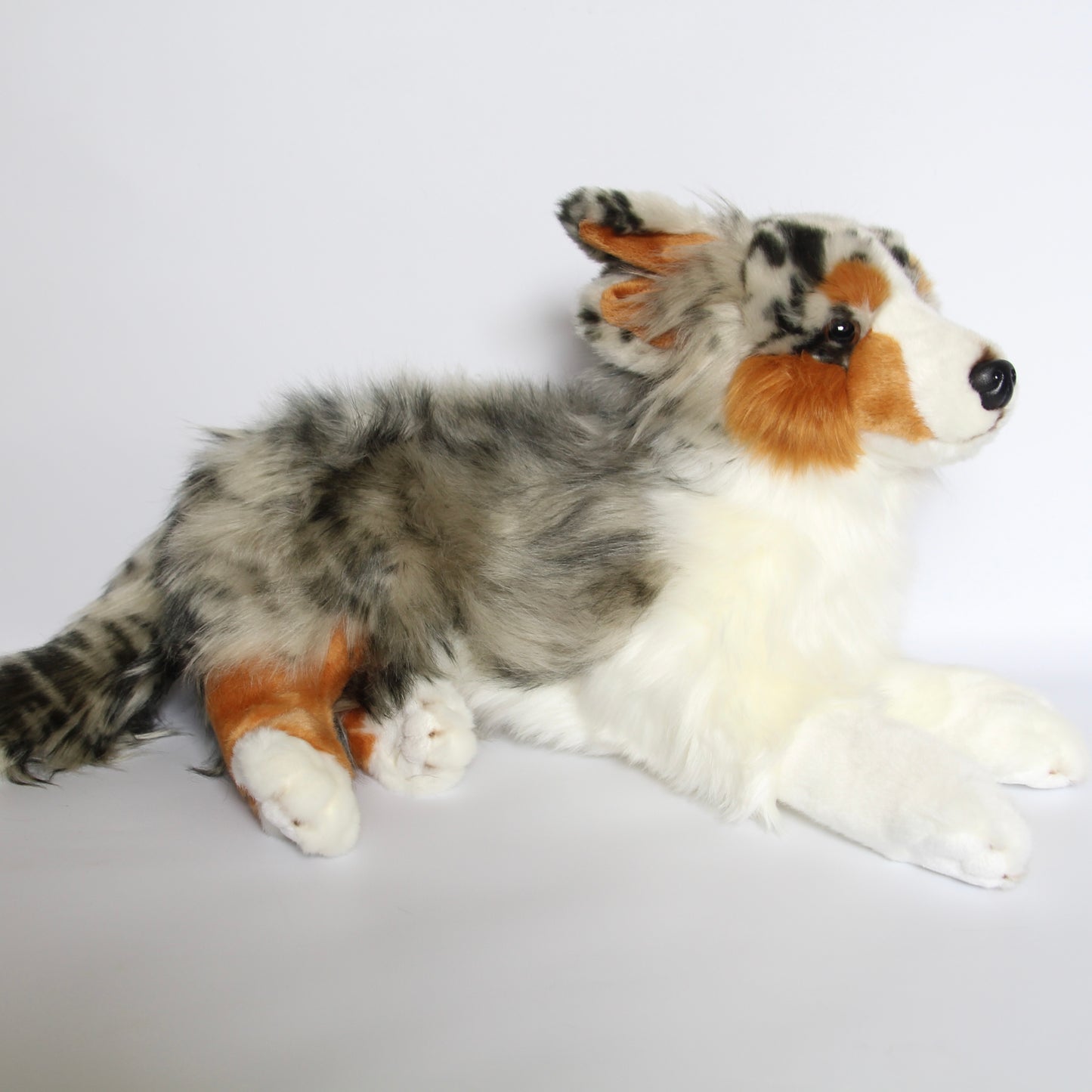 Australian Shepherd Dog Lying - Large