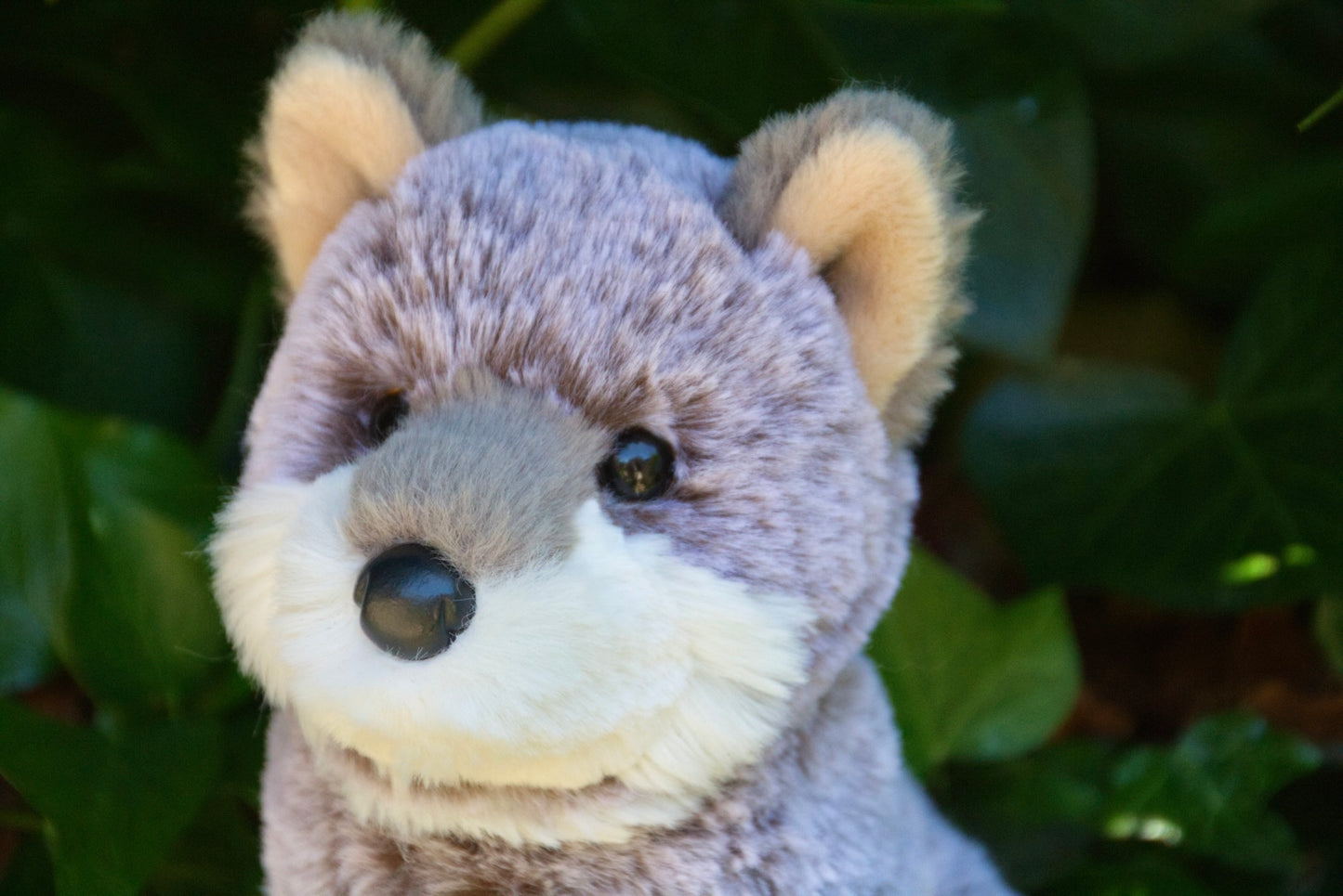 Mini Albie Wolf